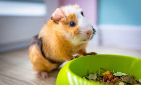 what do guinea pigs eat hay veggies