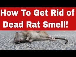 how to get rid of dead rat smell in 10