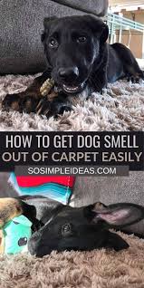 how to get dog smell out of a carpet