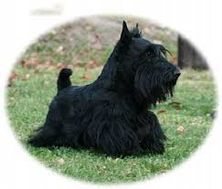 Price includes breeding rights, akc papers, puppy sh… Scottish Terrier Breeder On Qualitydogs Com