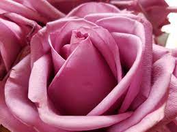Our florists will help you determine what flowers and colors go well together and. Rose Color Meanings For Every Color Rose Reader S Digest