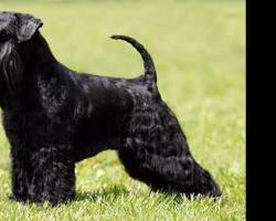 Image of Miniature Schnauzer with a black coat