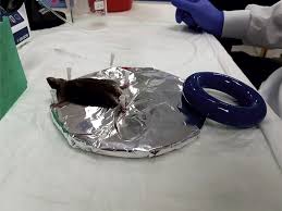 dissection tray the anaesthetized mouse