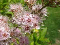 Spiraea salicifolia Bridewort, Willowleaf meadowsweet PFAF Plant ...
