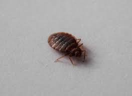 Dead Bed Bugs What Does It Mean If You
