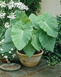 The most impressive elephant ears variety, the upright (alocasia macrorrhiza) won't go unoticed in your garden! How To Grow Elephant Ears