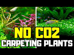 carpeting plants that dont need co2