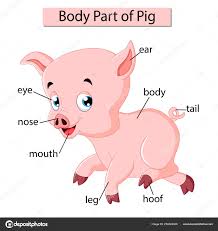 Body Parts Of A Pig Diagram Showing Body Part Pig Stock