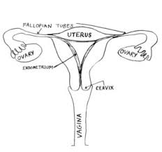It also is known as the birth. Female Reproductive Anatomy University Of Colorado Ob Gyn