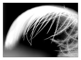 photo-plume-02 - Photo de ma selection - noir et blanc