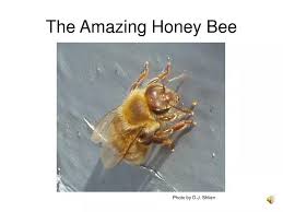 ppt the amazing honey bee powerpoint