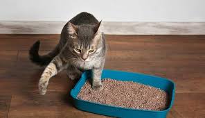 how to clean wet cat litter off floor