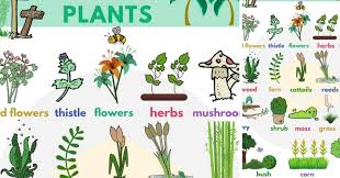plant names list of common types of