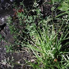 Weeds Grass Weeds Information And Photo Gallery Grass