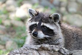 Just because you can tame it, doesn't make it a pet. Raccoons As Neighbors The Wildlife Center Of Virginia