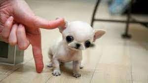 самые маленькие собаки в мире - YouTube