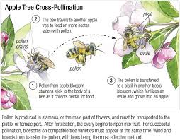 Apple Tree Pollination Chart Buy Affordable Sargent