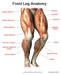 Front Leg Anatomy Anatomy Leg Muscles Anatomy Muscle