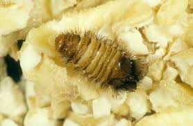 australian carpet beetle the