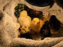 how-do-you-keep-chicks-warm-without-heat