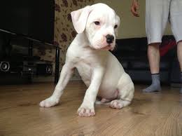 New and used items, cars, real estate american bulldog baby for sale parent's are on site comes with first shot vet checked its a beautiful male puppy its ready for valentines day this boy. Johnson American Bulldog Paisley Renfrewshire Pets4homes