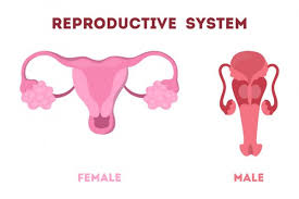 T�glich werden tausende neue hochwertige bilder hinzugef�gt. Woman And Man Reproductive System Internal Human Organ Stock Images Page Everypixel