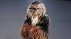 Image of What species is Chewbacca?