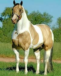 White Horse Animals Paint By Numbers