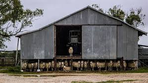 aussie shearing shed