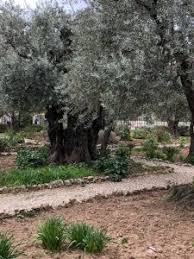 gethsemane a symbol of suffering acfw