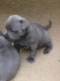 Nshsb staffordshire bull terrier puppies for sale they are kc registered vet check chipped and vaccinated. Puppies For Sale Dogs In Australia Staffordshire Bull Terrier Puppies Puppies Cute Animals