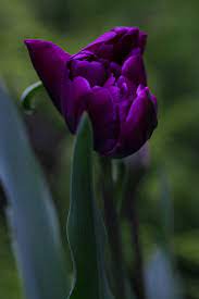 Purple Tulip Pictures
