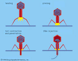 Bacteriophage Definition Life Cycle Research Britannica