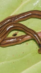 hammerhead worms spotted in virginia