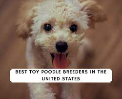 11 best toy poodle breeders in the