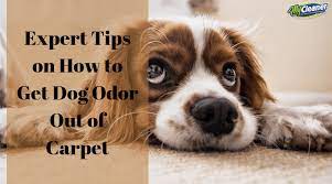 dog odor out of carpet