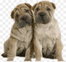 mini shar pei png images pngwing