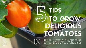 grow delicious tomatoes in containers