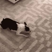 dog drags on floor gifs tenor