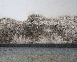 black mold on carpet 12 things you
