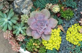 10 Tips For Growing Succulents Outdoors