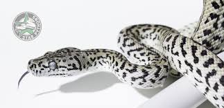 zebra carpet python traits morphpedia