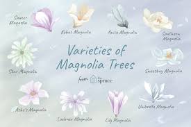 12 Common Species Of Magnolia Trees And Shrubs