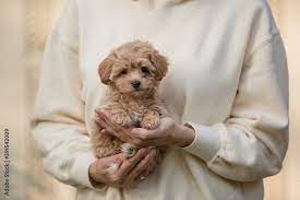 poodle mix puppy or maltipoo dog