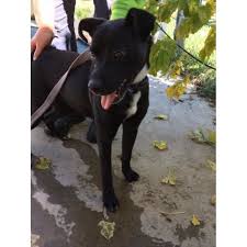 Staffordshire bull terriers are short, muscular and strong, with a body that is greater in length than in height. Molly Medium Female Staffordshire Bull Terrier X Australian Kelpie Mix Dog In Nsw Petrescue