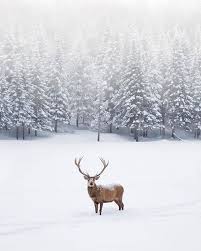 Tierbilder tiere tier fotos natur tiere hirsche schnee ausgestopftes tier winterbilder süße tiere. Dreamies De Winter Hintergrunde Hintergrundbilder Winter Winterbilder