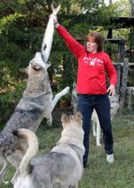 raising wolf dogs cesar s way