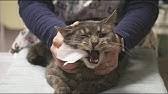 Ruclip.com/p/plze nyaavsjbf3heinijbdrh6v_cagw_ love cats video: How To Brush Your Cat S Teeth Youtube