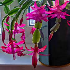 Does your plant have some white webbing on the leaves' undersides and close to the soil? Christmas Cactus Blooming How To Get A Holiday Cactus To Flower