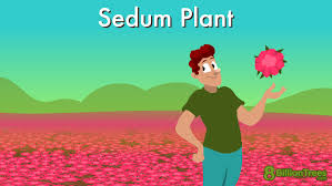 sedum plant how to grow care for 5